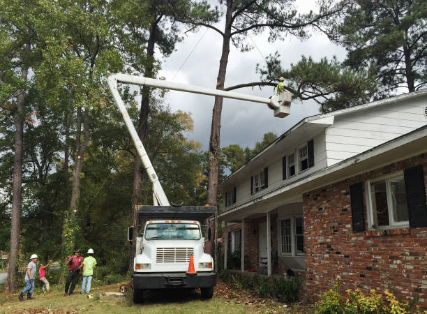 How Our Tree Care Process Works  in  Mannford, OK